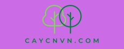 CAYCNVN.COM